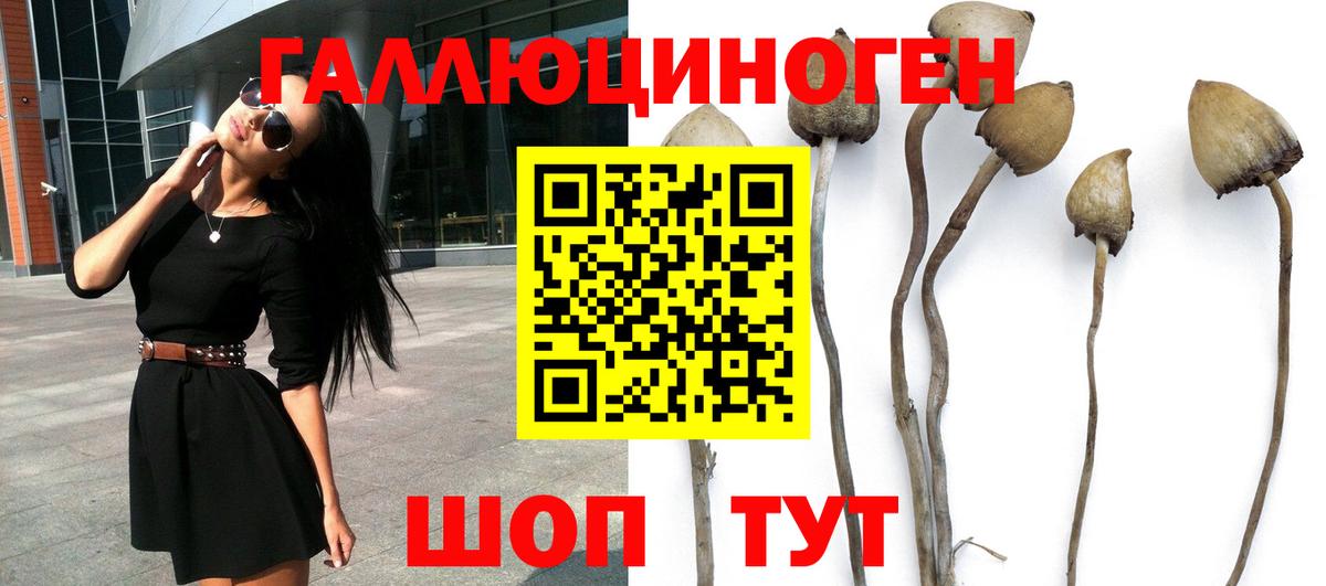 цена   Галлюциногенные грибы MAGIC MUSHROOMS  Вход с VPN  Курчалой 